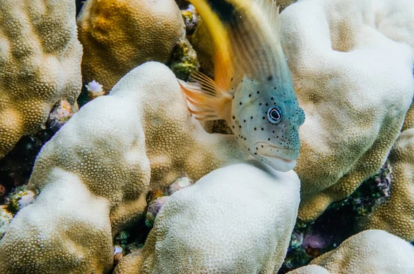 backside hawkfish lying on white corals during diving on vacation in egypt