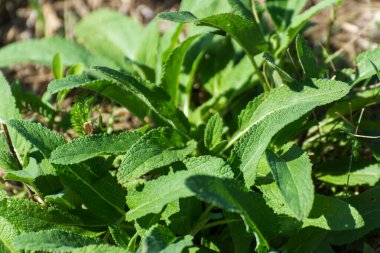 Taze yeşil, sağlıklı çayır clary güneş ve yaz aylarında