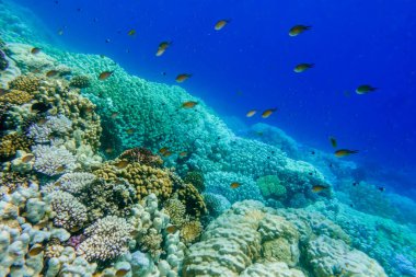 Mısırda tatilde olan mercanlar ve balıklarla birlikte suyun altında yeşil mavi bir manzara.