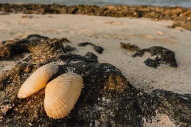 Tatil sırasında kumsalda bir taşın üzerindeki deniz kabuğu Mısırlı detaylı görüntüsüyle Kızıldeniz 'de
