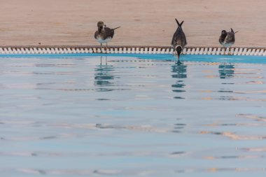 Yaz tatilinde havuzda duran martılar.