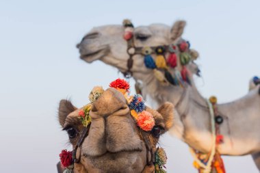 İki renkli deve Mısır 'da sahile ve denize bakıyor.