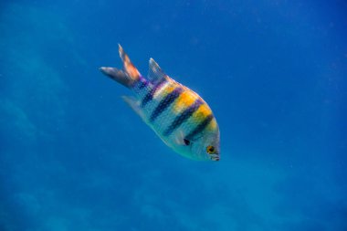 Derin mavi su portresi görünümünde yüzen tek bir indopazific çavuş.