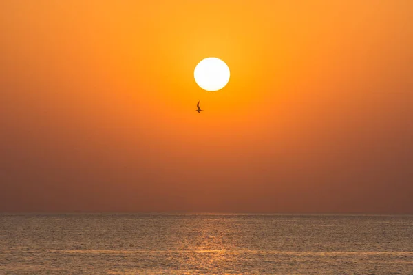 single seagull near the bright sun at the sea during sunrise on vacation