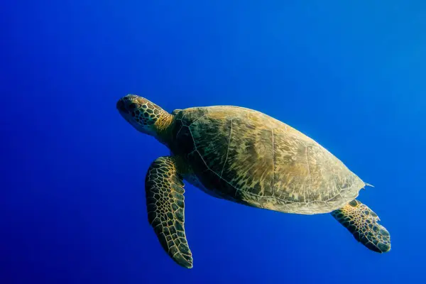 sea turtle swimming in deep blue sea water in the red sea egypt