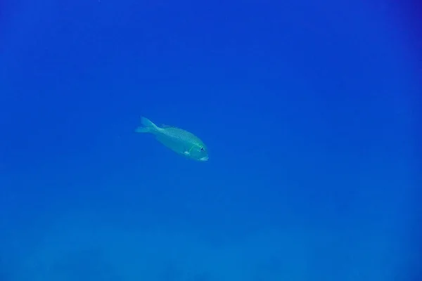 single silver fish in deep blue sea water
