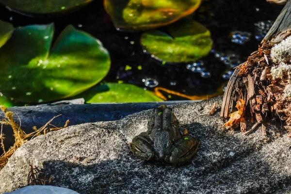 frog sitting on a stone to jump into the water from a pond