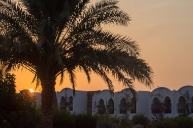 Günbatımında Mısır 'da tatil yapan büyük palmiye ağaçları ve evler