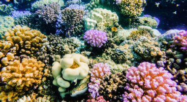 Marsa Alam Mısır Panorama 'daki resifteki inanılmaz renkli farklı mercanlar.