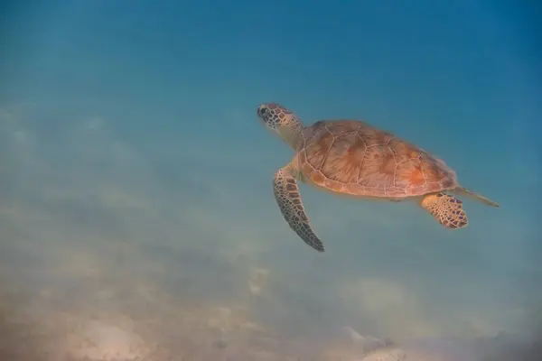 amazing little green sea turtle hovering through clear water during diving in the red sea in egypt