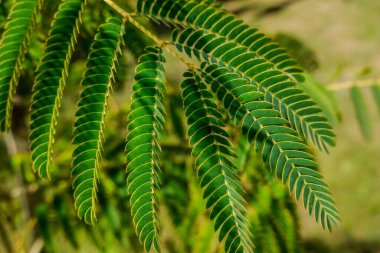 Bahçe manzarasında ipek ağaçtan büyük bir izinle küçük yalnız yapraklar.