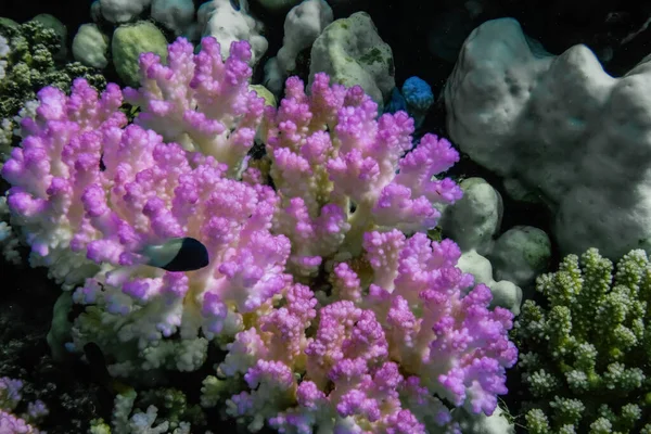 stock image lilac corals between other corals during diving in the red sea egypt