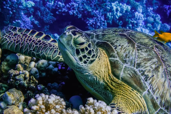 relaxed sea turtle lying on corals from the reef in blue water in egypt detail view