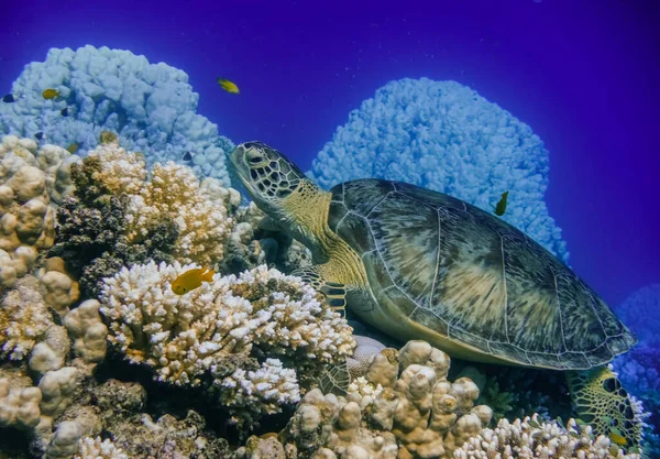 relaxed sea turtle lying on corals from the reef in blue water in egypt