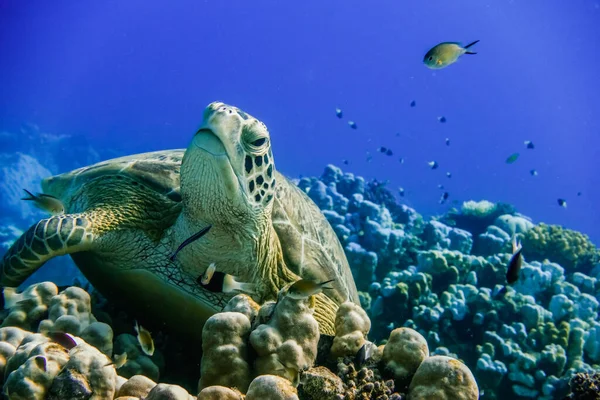 relaxed sea turtle lying on corals from the reef and looking up to the camera