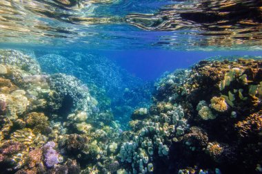 Renkli mercanlar ve Mısır 'da berrak suyla küçük bir kanyonda şnorkelle yüzmek inanılmaz.