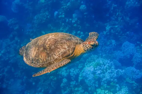sea turtle swimming close to the camera during diving in blue water from egypt