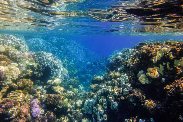 удивительный сноркелинг через небольшой каньон с красочными кораллами и чистой водой в Египте