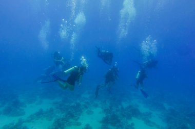 Mısır 'daki Kızıl Deniz' den derin mavi sularda bir sürü dalgıç