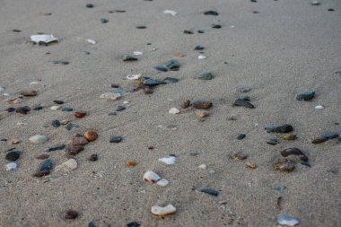 Mısır 'daki Kızıl Deniz yürüyüşü sırasında kumsalda renkli taşlar ve mercanlar.