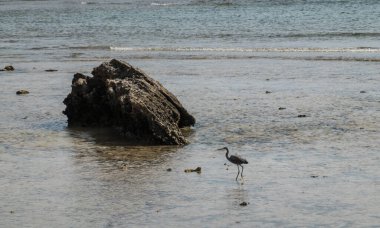 Küçük gri balıkçıl Mısır 'da bir kayanın yanında yiyecek aramak için suya daldı.