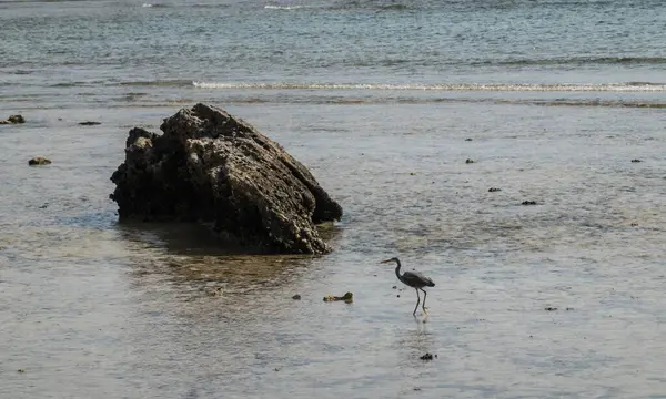 Küçük gri balıkçıl Mısır 'da bir kayanın yanında yiyecek aramak için suya daldı.