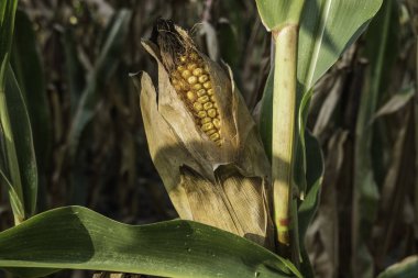 Sonbahar detay görünümünde bir tarlada tek kurutulmuş mısır koçanı