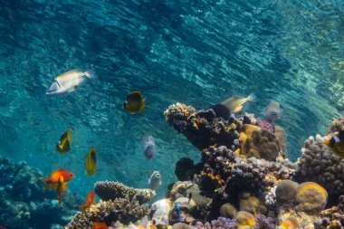 Yüzeyden yüzeye dalış sırasında bir sürü balıkla birlikte görünüm