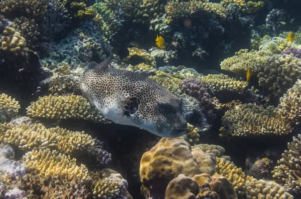 stock image star pufferfish swimming over corals in the red sea egypt