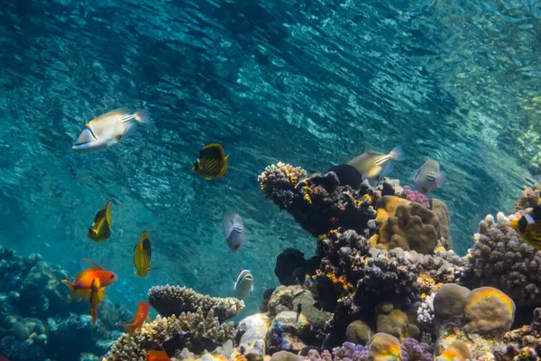 Yüzeyden yüzeye dalış sırasında bir sürü balıkla birlikte görünüm