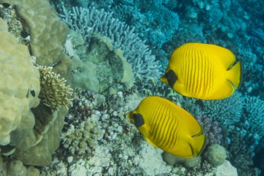 Mısır 'da serbest dalış sırasında deniz tabanında süzülen iki sarı mavi kanatlı kelebek balığı