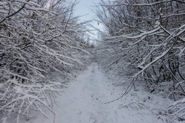Kışın yürüyüş sırasında patikada ve dallarda çok kar olur.