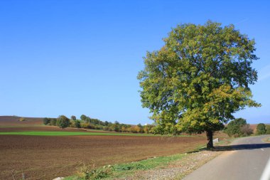 Sonbahar ormanında yol