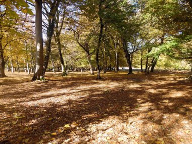 Güzel sonbahar manzarası, renkli orman