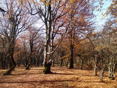 Güzel sonbahar manzarası, renkli orman