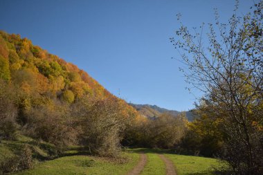 Ağaçlar ve ormanlarla dolu sonbahar manzarası