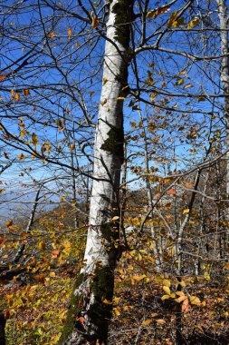 Ormanda bir ağacı olan güzel bir manzara.