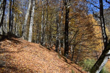 Parkta renkli sonbahar ağaçları.