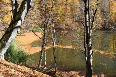 Şehir parkında sonbahar