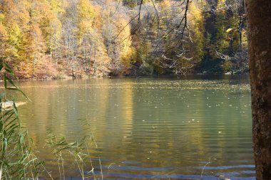 Güzel göl manzarası