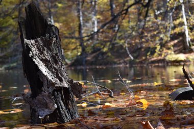 Ağaçlar ve yapraklarla dolu sonbahar manzarası
