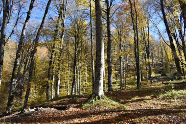 Sonbahar ağaçları ve sarı yapraklar. 
