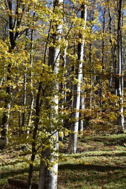 autumn trees and yellow leaves.  clipart