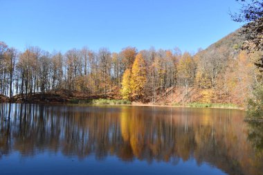 Yansımalı sonbahar ormanı