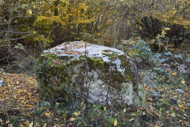 Sonbahar ormanında taş