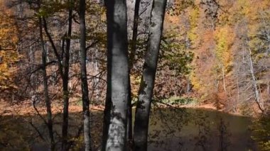 sonbahar yaprakları, ağaçlar ve ağaç dalları