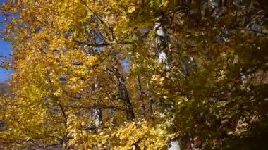 Ağaçlar ve yapraklarla dolu güzel sonbahar manzarası