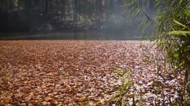 Renkli ağaçlar ve yapraklarla dolu sonbahar manzarası