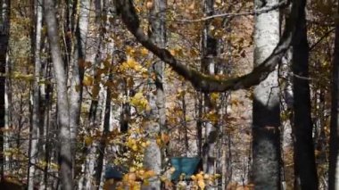 Parktaki sonbahar ormanı