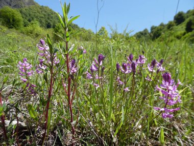 Dağlardaki bir çayırda mor çiçekler